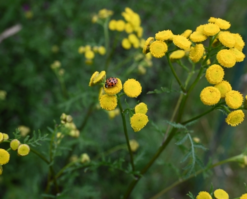 Marienkäfer auf Rainfarn