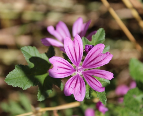 Blüte der Wilden Malve (Malva sylvestris)