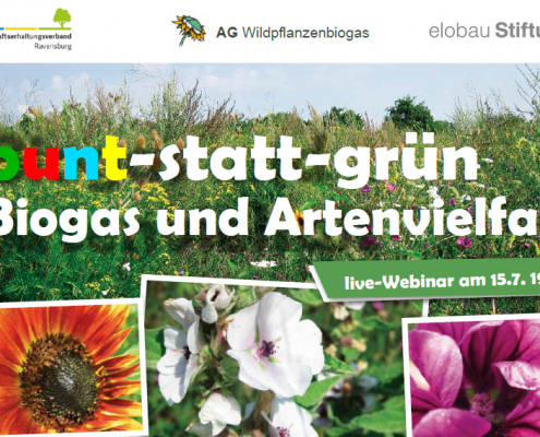 Bunt statt grün Wildpflanzenevent